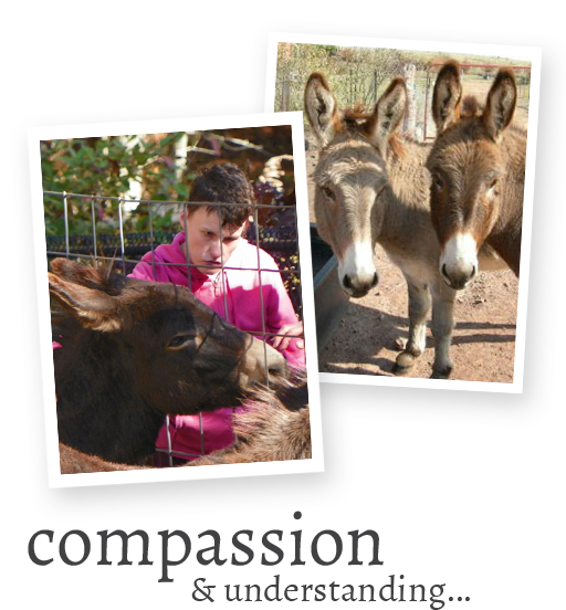donkeytherapypage