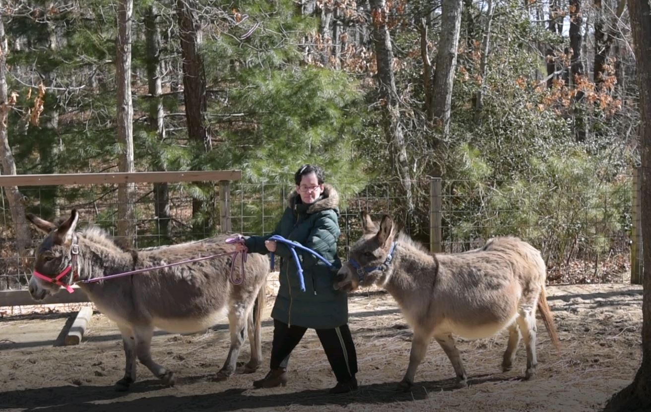 Adult Resident Walking Donkeys in out Asinotherapy program