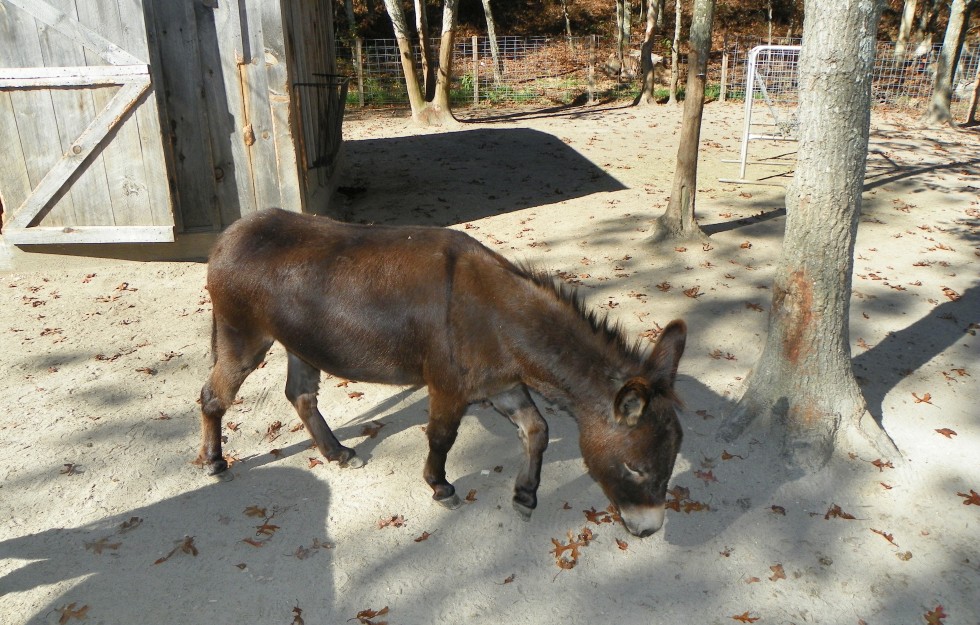 Photo of Donkey at Latham Centers Adult Group Home