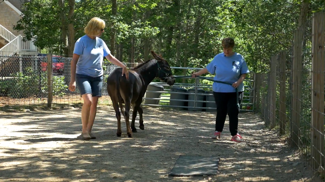 Staff, Resident, and Asinotherapy