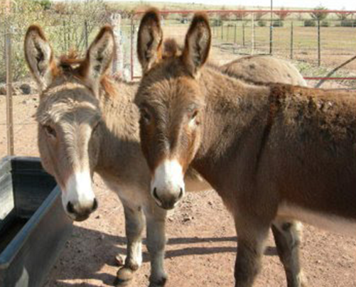 Two Donkeys at Latham
